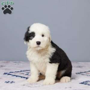 Callie, Old English Sheepdog Puppy